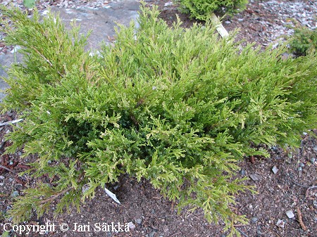 Juniperus horizontalis 'Andorra Compact'